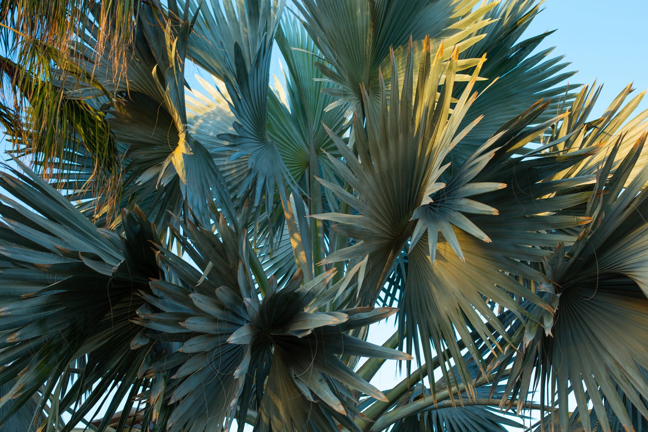 Palm fronds catching golden sunlight against a clear blue sky