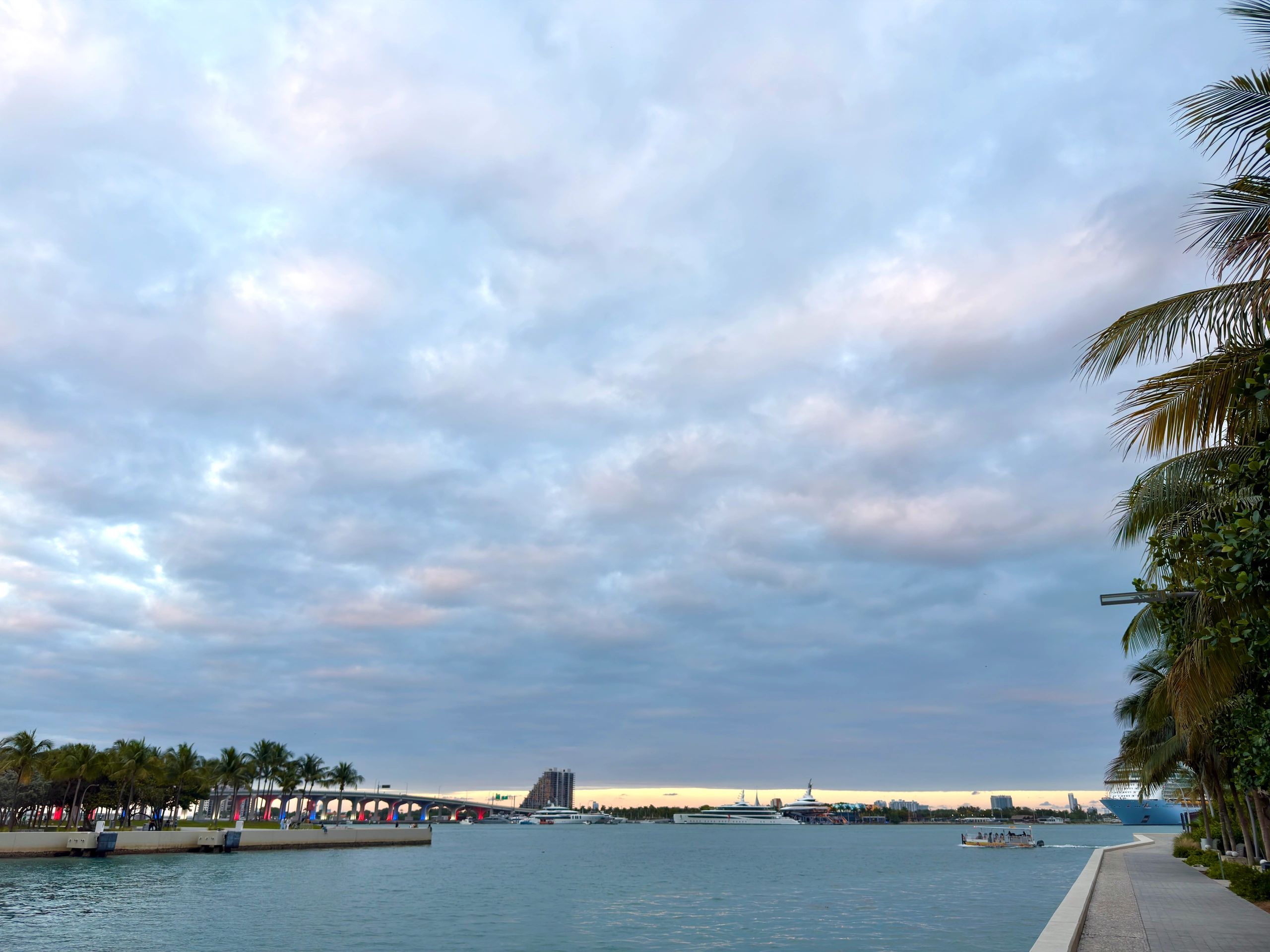 Coastal city skyline with palm trees near the water