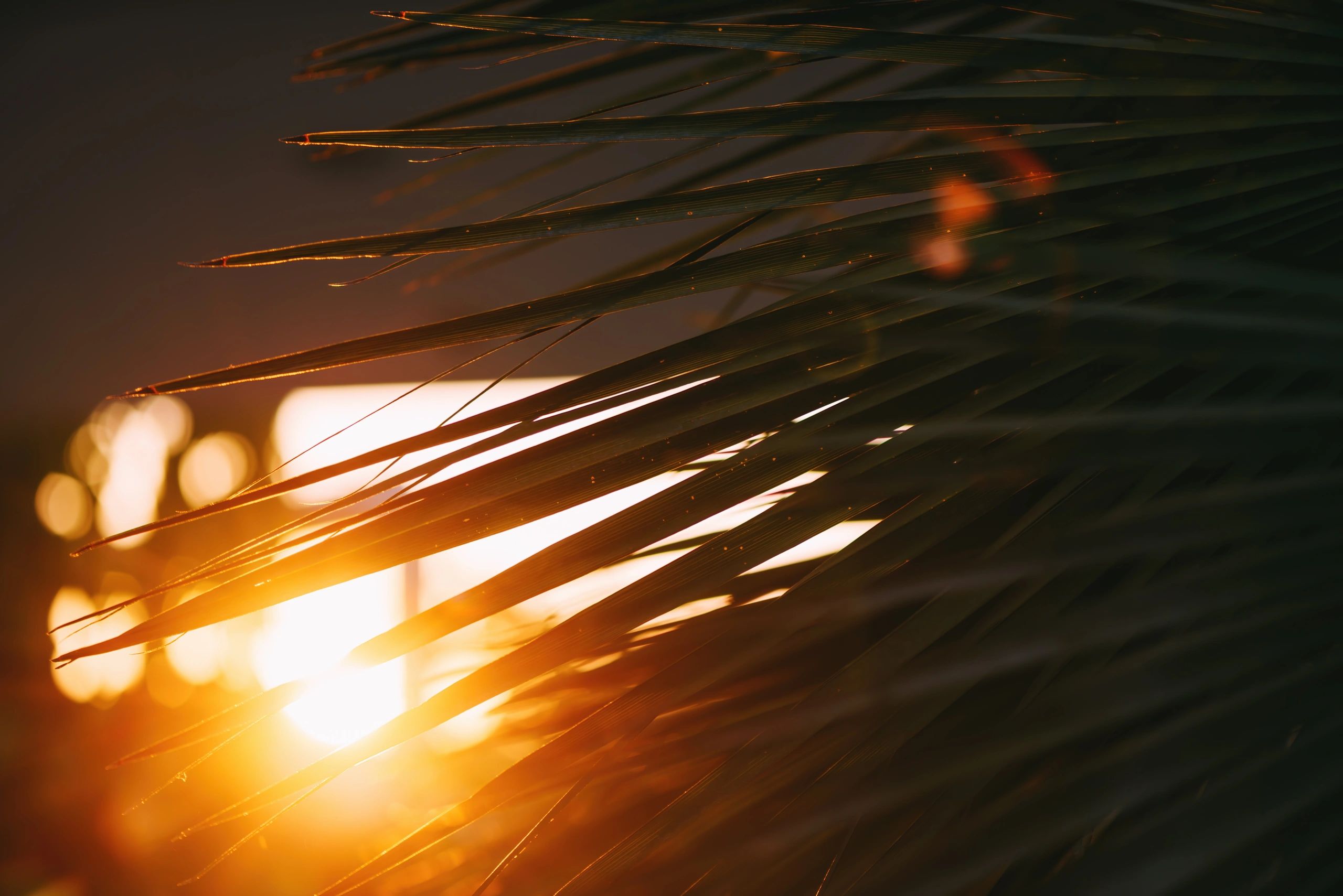 Palm leaves backlit by warm sunset glow with soft bokeh reflections